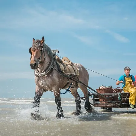 Jeugdherberg De Peerdevisser Oostduinkerke