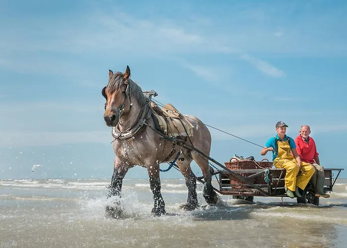 Jeugdherberg De Peerdevisser Oostduinkerke