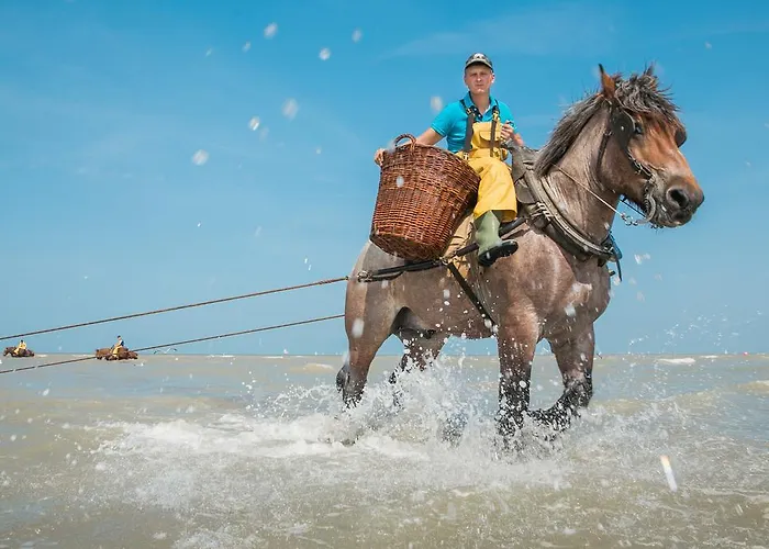 Jeugdherberg De Peerdevisser Ostello Oostduinkerke